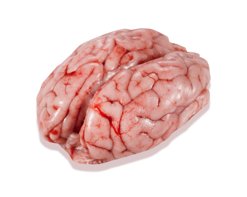 Cervell.jpg