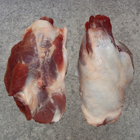 Codillo Paletilla S H.jpg
