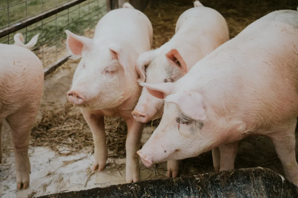 Selective Closeup Shot Pink Pigs Barn