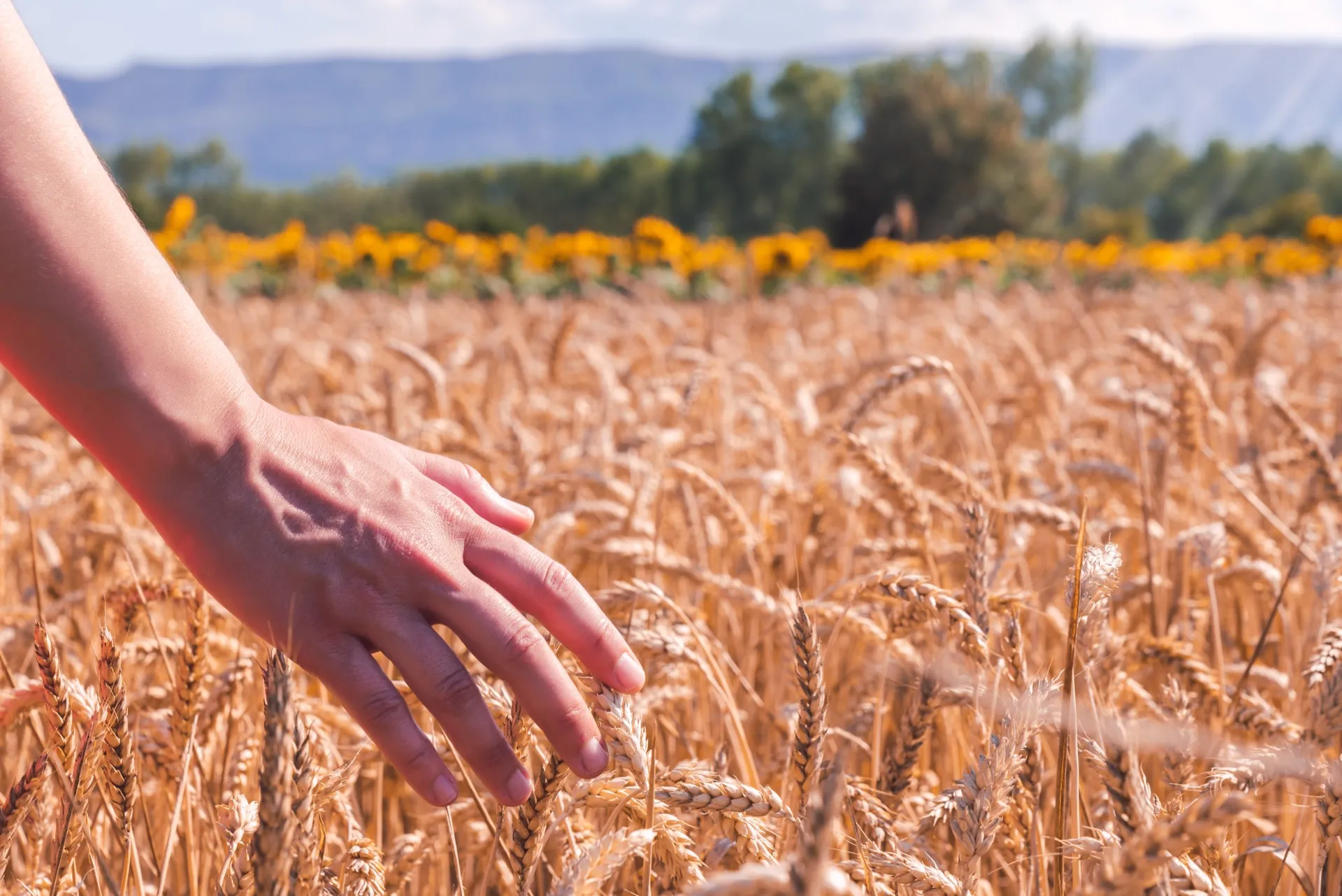 Closeup Shot Female Wheat Field Sunny Day